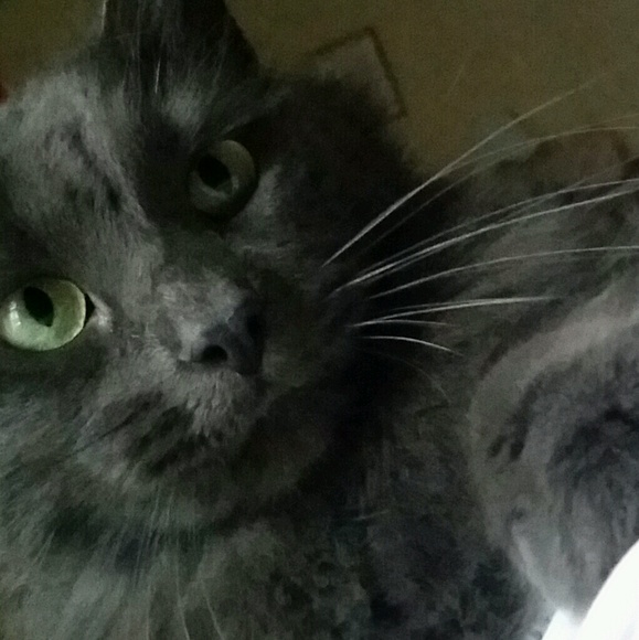 Meet your Posher, Stephanie - Picture 1 of 1